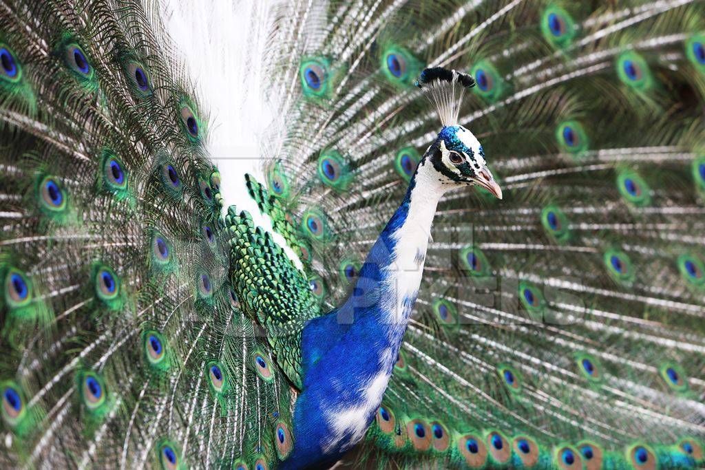 Beautiful blue peacock bird fanning his tail