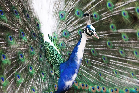 Beautiful blue peacock bird fanning his tail