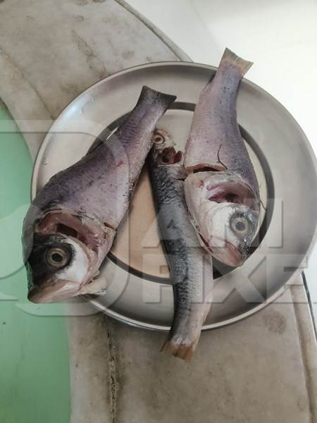 Dead fish being prepared for food in a Bengali household, Kolkata, India, 2022