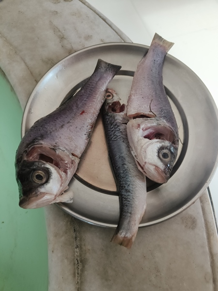 Dead fish being prepared for food in a Bengali household, Kolkata, India, 2022