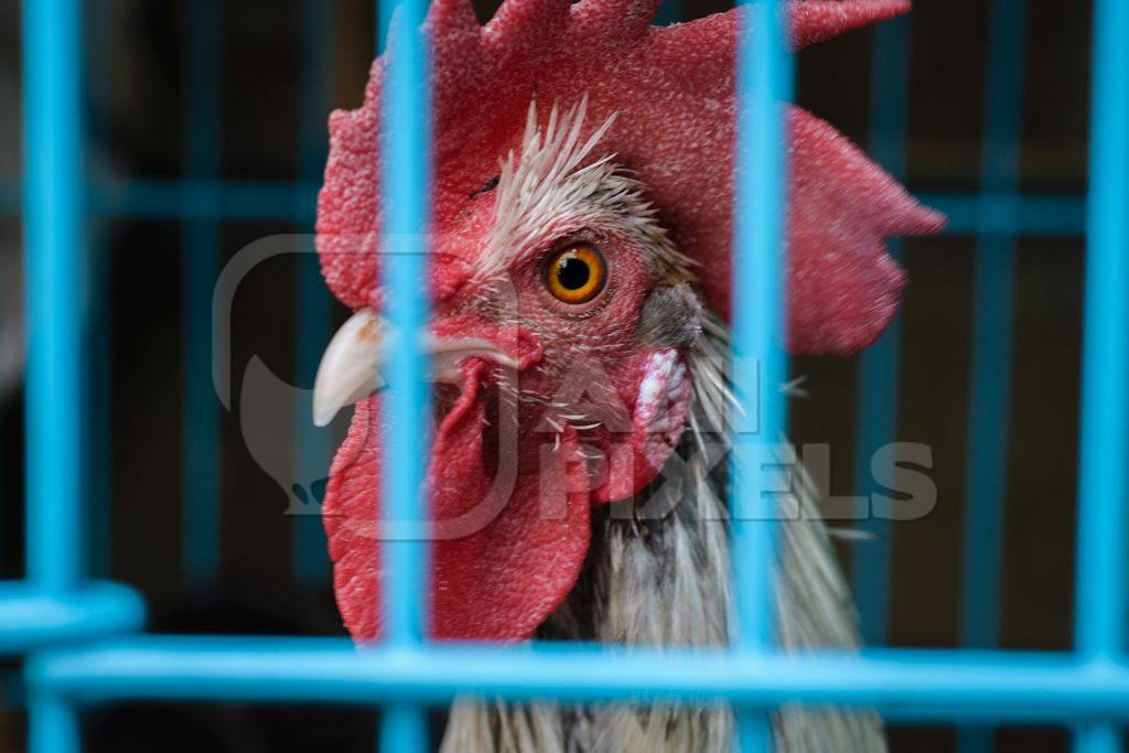 Cockerel or rooster in cage on sale at Crawford pet market