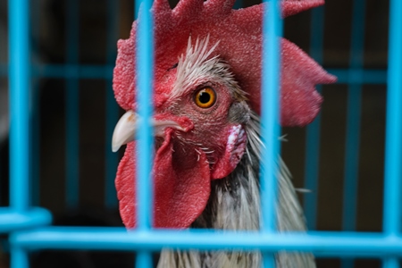 Cockerel or rooster in cage on sale at Crawford pet market