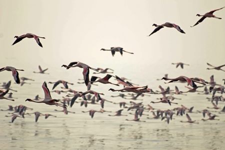 Flock of lesser flamingoes taking flight