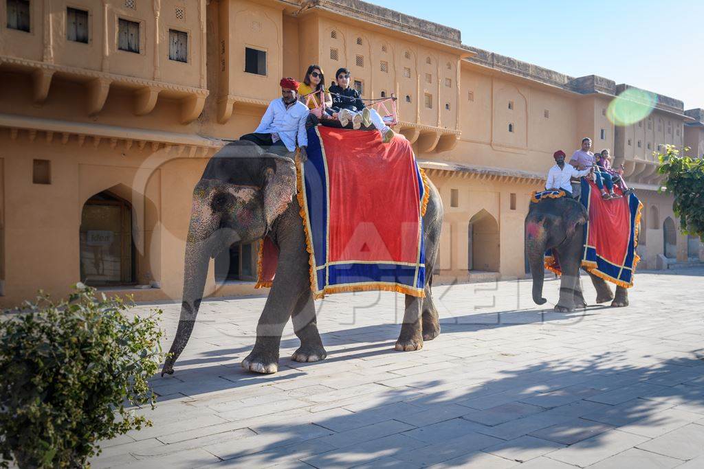 Captive Indian or Asian elephants giving rides to tourists at Amber Palace, Jaipur, Rajasthan, India, 2022