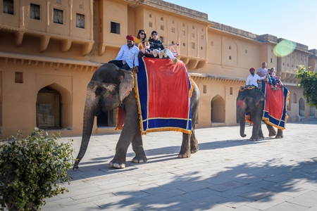 Captive Indian or Asian elephants giving rides to tourists at Amber Palace, Jaipur, Rajasthan, India, 2022