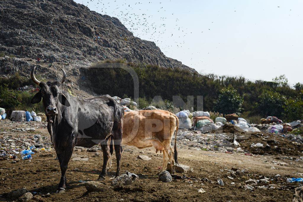 Indian dairy cows standing among plastic pollution and garbage waste in front of Ghazipur landfill, Delhi, India, 2022