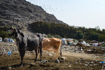 Indian dairy cows standing among plastic pollution and garbage waste in front of Ghazipur landfill, Delhi, India, 2022