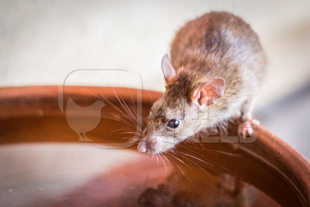 Urban rat in Karni Mata rat temple in Bikaner in India