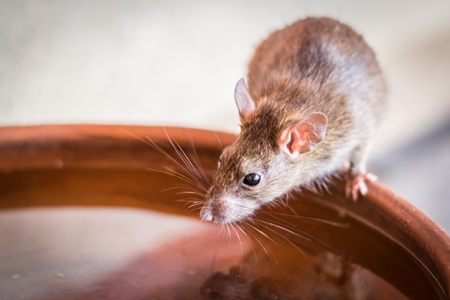 Urban rat in Karni Mata rat temple in Bikaner in India