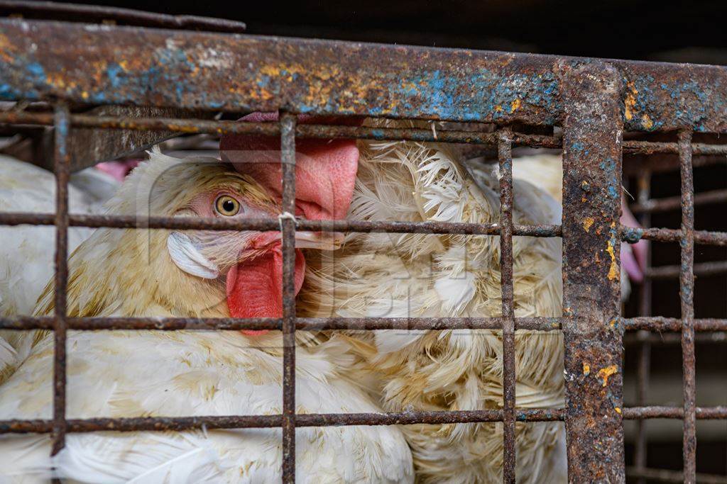 Close up of Indian broiler chickens stacked in cages outside a small chicken shop in Jaipur, India, 2022