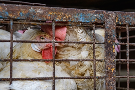 Close up of Indian broiler chickens stacked in cages outside a small chicken shop in Jaipur, India, 2022