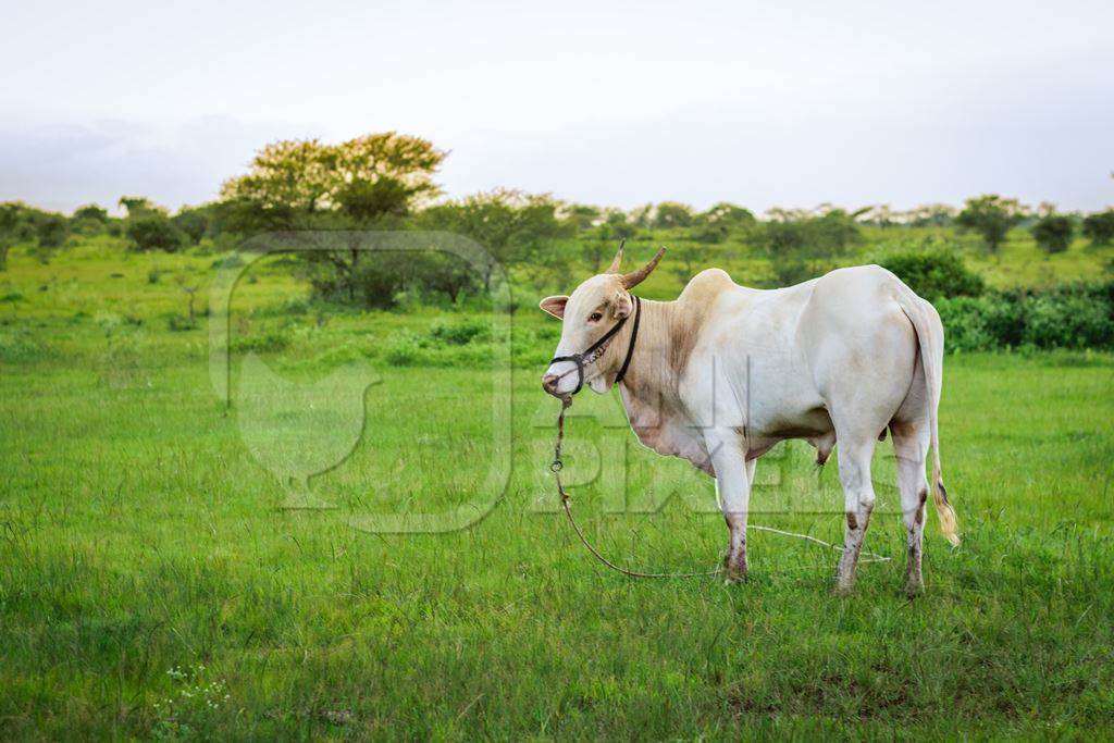 Large bullock or bull in green field on the outskirts of Pune