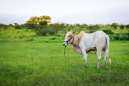 Large bullock or bull in green field on the outskirts of Pune