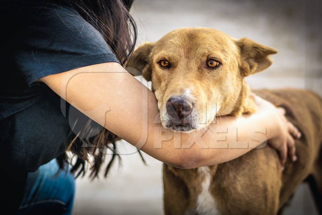 Volunteer animal rescuer caring for a brown street dog