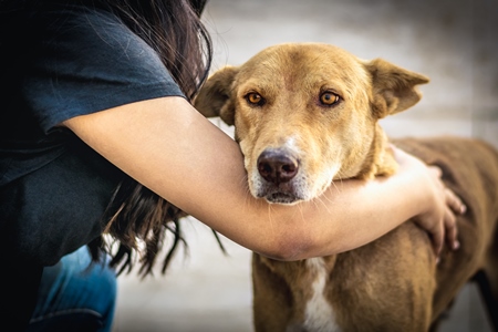 Volunteer animal rescuer caring for a brown street dog