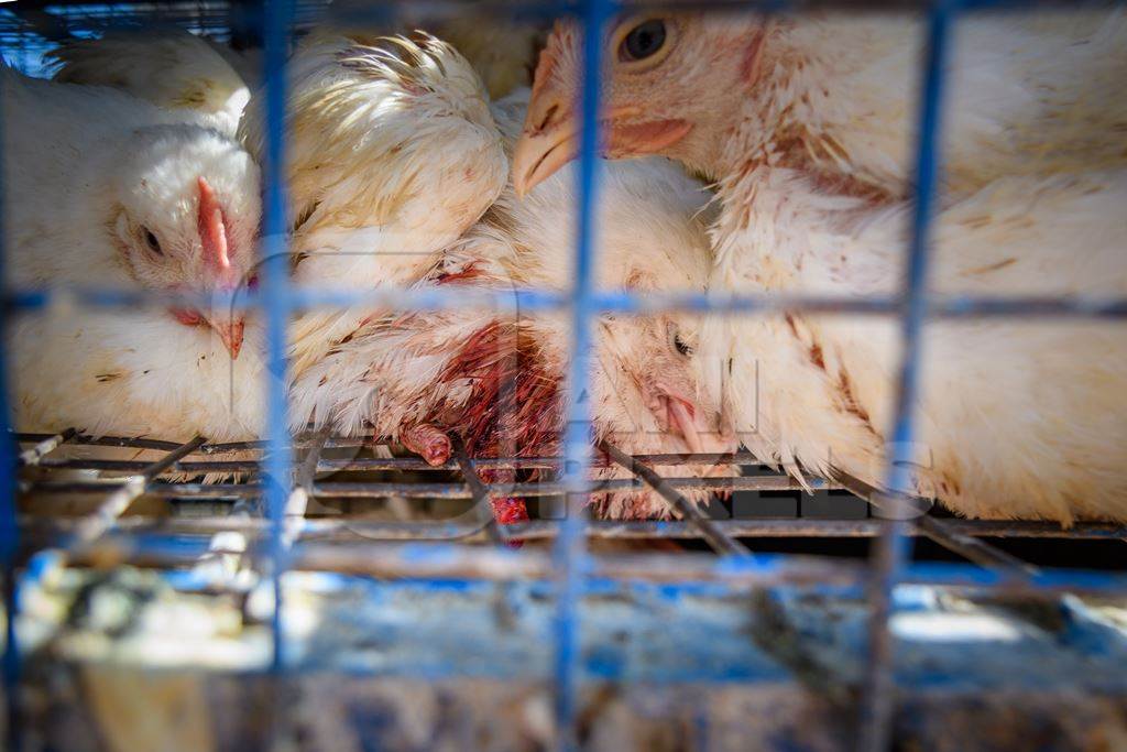 Indian broiler chicken with bleeding injury due to amputated foot inside chicken truck outside a chicken meat shop in Ajmer, Rajasthan, India, 2022