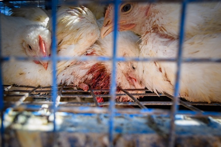 Indian broiler chicken with bleeding injury due to amputated foot inside chicken truck outside a chicken meat shop in Ajmer, Rajasthan, India, 2022