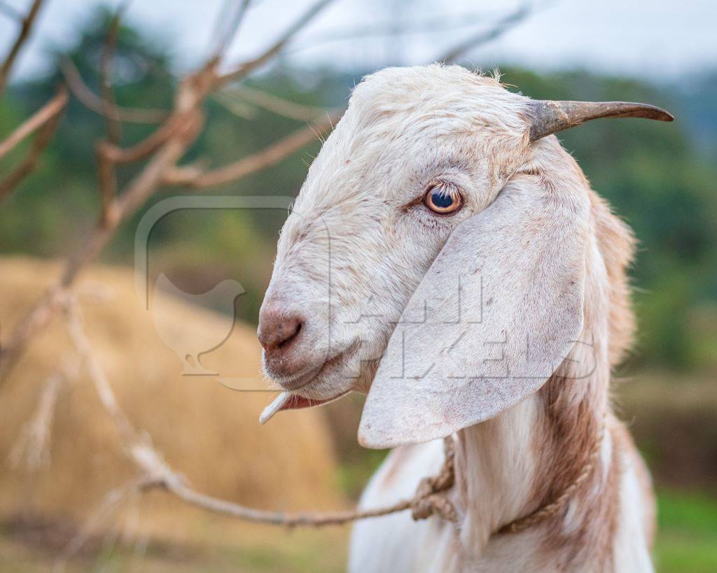 Cute Indian goat on a farm with green background in Maharashtra in India