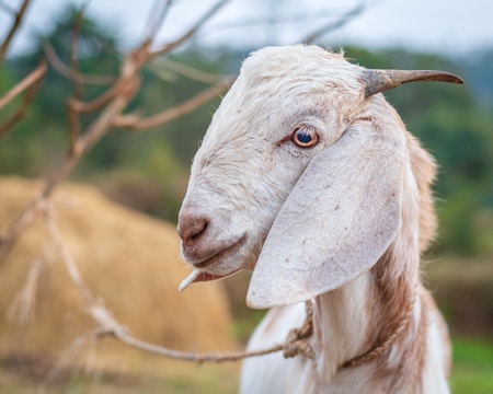 Cute Indian goat on a farm with green background in Maharashtra in India