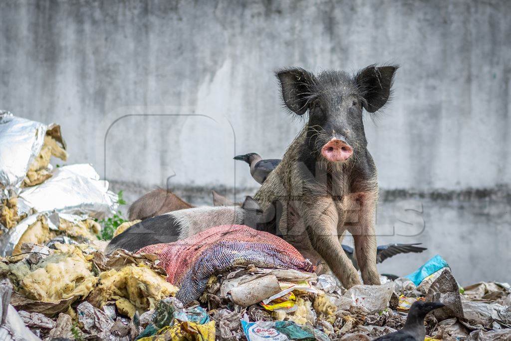 Feral pig on pile of garbage in urban city