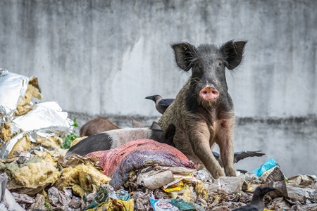 Feral pig on pile of garbage in urban city