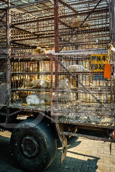 Truck with broiler chickens for slaughter in an urban city