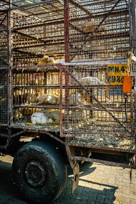Truck with broiler chickens for slaughter in an urban city
