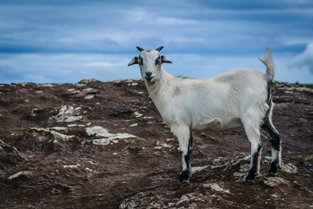 White goat standing on rocky surface with blue sky background