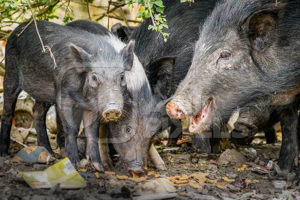 Indian feral pigs and piglets on wasteland next to a garbage dump in a city in Maharashtra, India, 2022