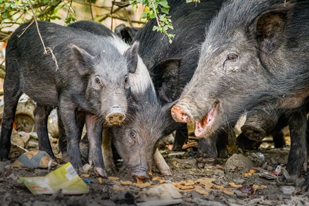 Indian feral pigs and piglets on wasteland next to a garbage dump in a city in Maharashtra, India, 2022