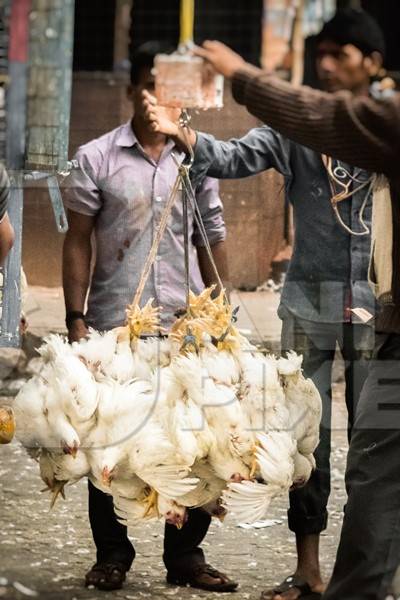 Broiler chickens in a bunch upside down tied with string near Crawford meat market in urban city of Mumbai