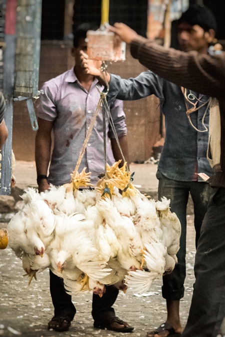 Broiler chickens in a bunch upside down tied with string near Crawford meat market in urban city of Mumbai