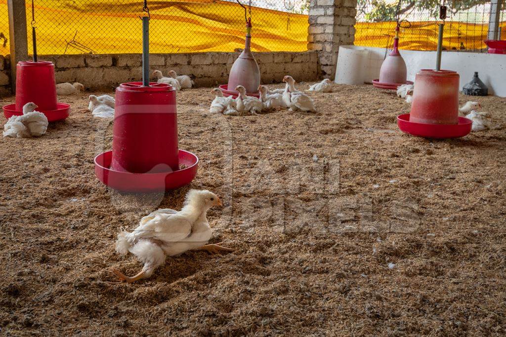 Crippled Indian broiler chicken lying on the floor in a shed on a poultry farm in Maharashtra in India, 2021