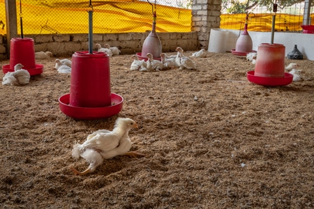 Crippled Indian broiler chicken lying on the floor in a shed on a poultry farm in Maharashtra in India, 2021