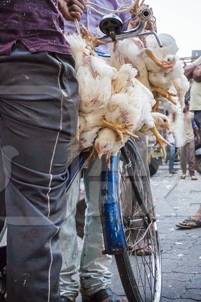 Broiler chickens raised for meat being carried upside down on a bicycle by Crawford meat market in Mumbai