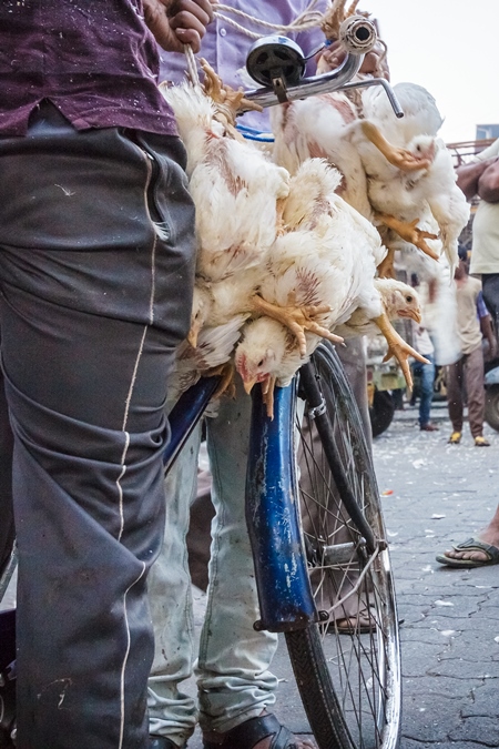 Broiler chickens raised for meat being carried upside down on a bicycle by Crawford meat market in Mumbai