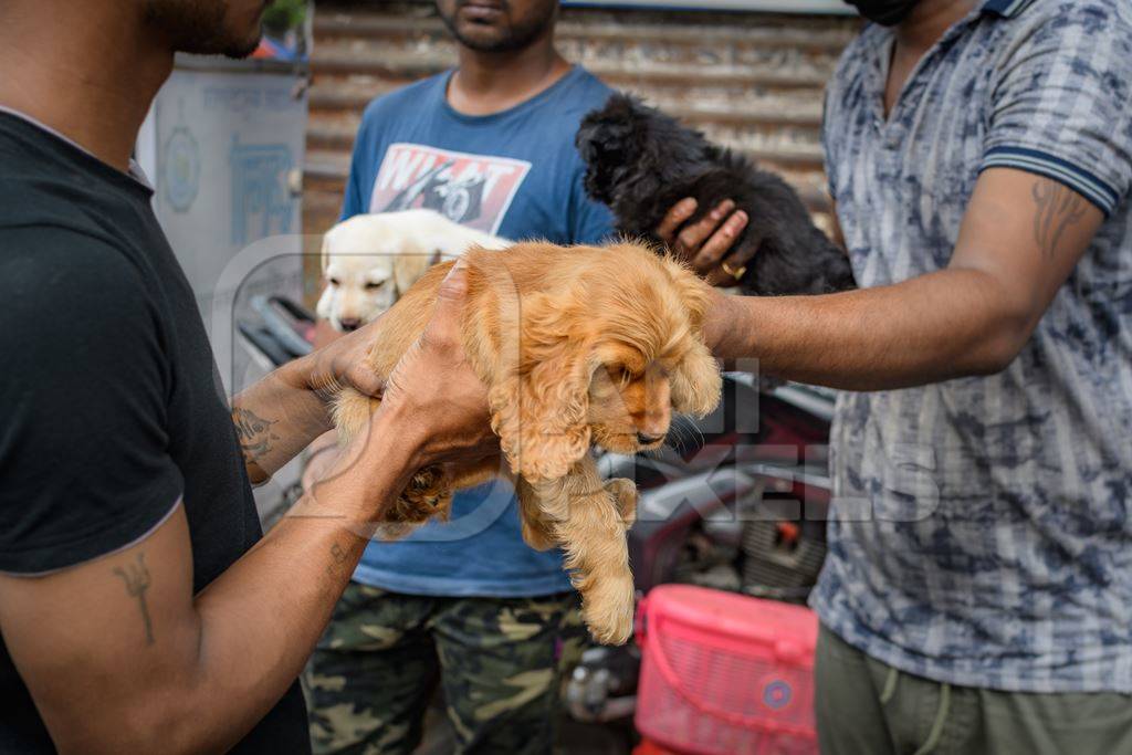 Pedigree or breed puppy dogs held up by dog sellers on the street at Galiff Street pet market, Kolkata, India, 2022