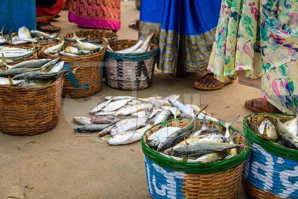 Ladies selling baskets full of dead Indian fish on sale at Malvan fish market on beach in Malvan, Maharashtra, India, 2022