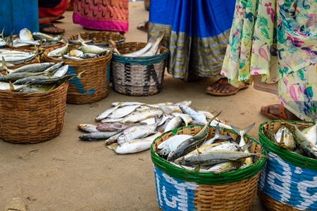 Ladies selling baskets full of dead Indian fish on sale at Malvan fish market on beach in Malvan, Maharashtra, India, 2022