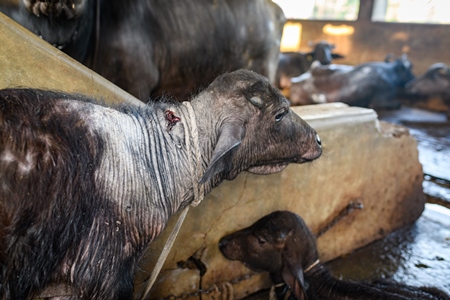 Indian buffalo calf with wound on neck tied up away from the mother in a concrete shed on an urban dairy farm or tabela, Aarey milk colony, Mumbai, India, 2023