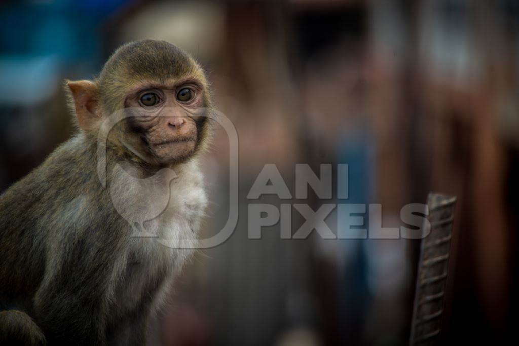 Young macaque monkey sitting on rooftop in Jaipur, Rajasthan