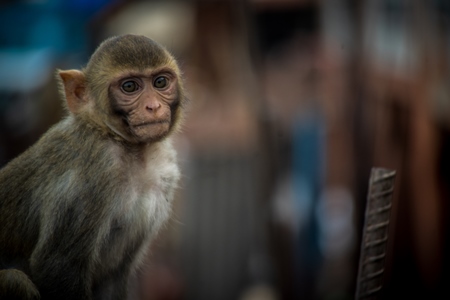 Young macaque monkey sitting on rooftop in Jaipur, Rajasthan