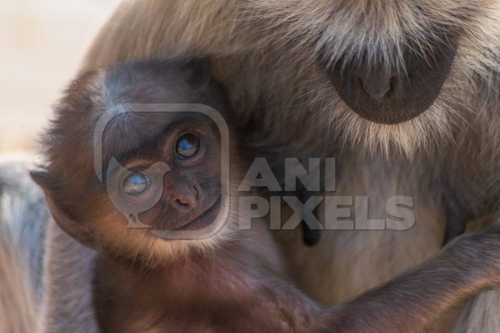 Indian gray or hanuman langur monkey mother with small cute baby langur in Mandore Gardens in the city of Jodhpur in Rajasthan in India