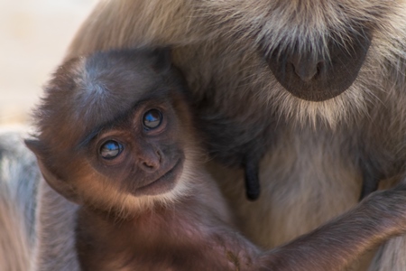 Indian gray or hanuman langur monkey mother with small cute baby langur in Mandore Gardens in the city of Jodhpur in Rajasthan in India