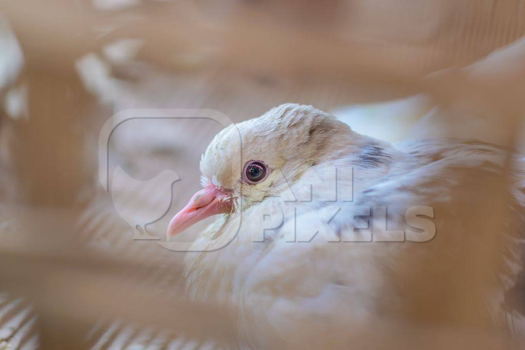 Pigeons on sale at a live animal market in the city of Imphal in Manipur in the Northeast of India