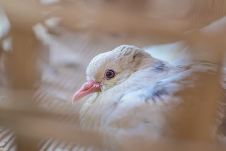 Pigeons on sale at a live animal market in the city of Imphal in Manipur in the Northeast of India