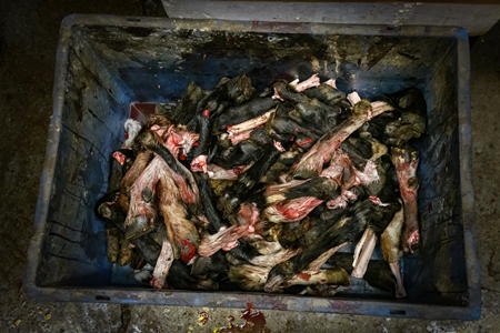 Legs and feet of goats and sheep at the meat market inside New Market, Kolkata, India, 2022