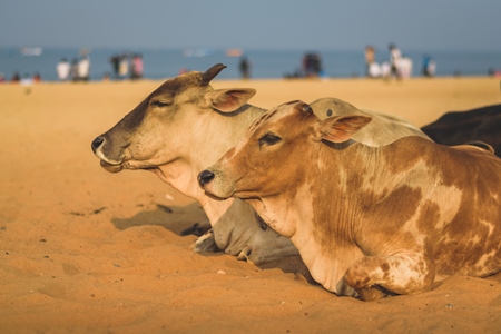 Street cows on beach in Goa in India with blue sky background and  sand