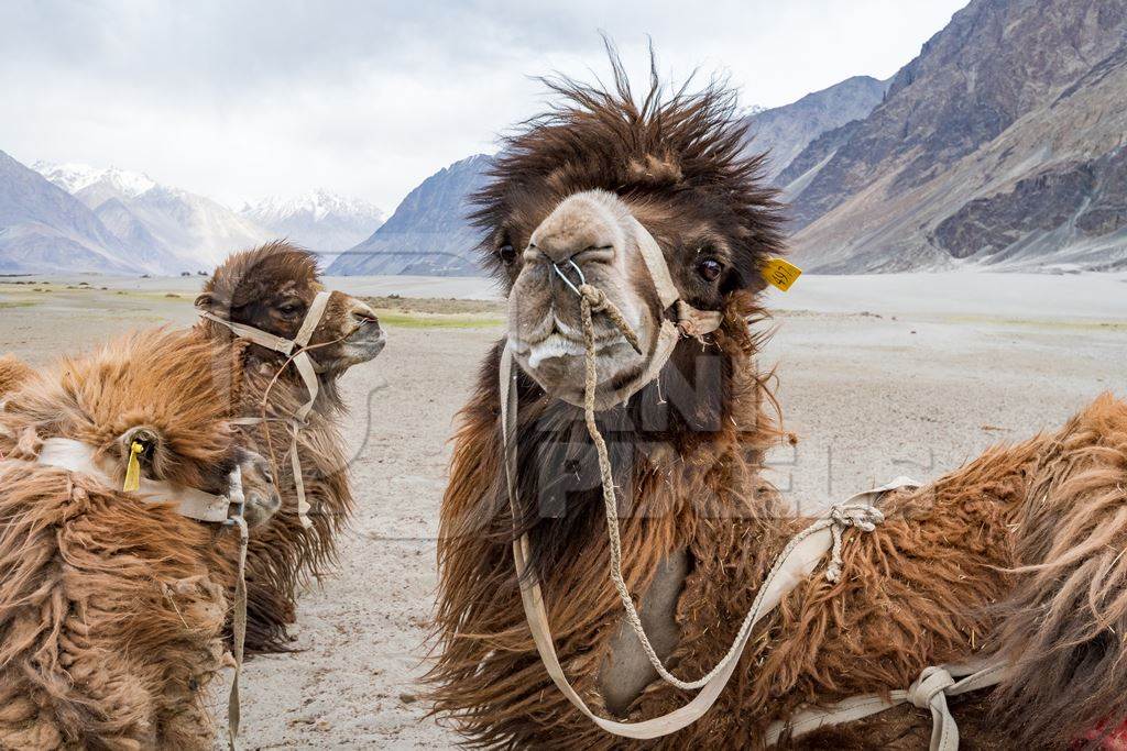 Bactrian camels harnessed ready for tourist animal rides at Pangong Lake in Ladakh