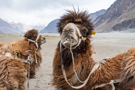 Bactrian camels harnessed ready for tourist animal rides at Pangong Lake in Ladakh